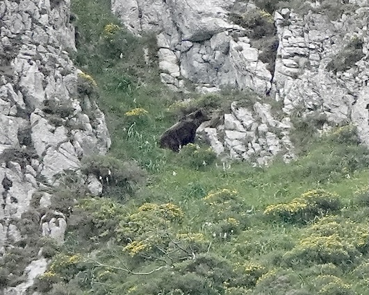 Cantabrian brown bear